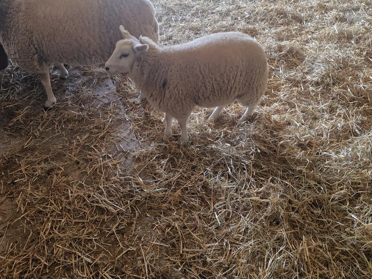 Billede 2 - Meget god texelgimmer og vædderlam sælges M3