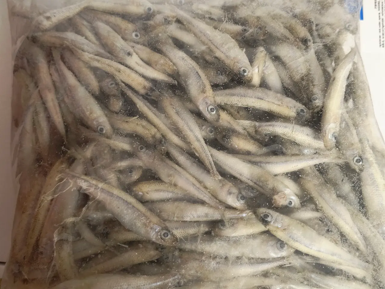 Billede 1 - Smelt. Fiskefoder