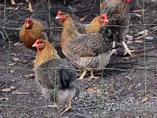Rugeæg af Bielefelder