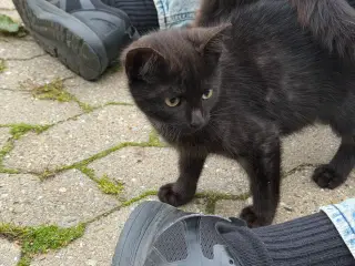 Kattekillinger sælges