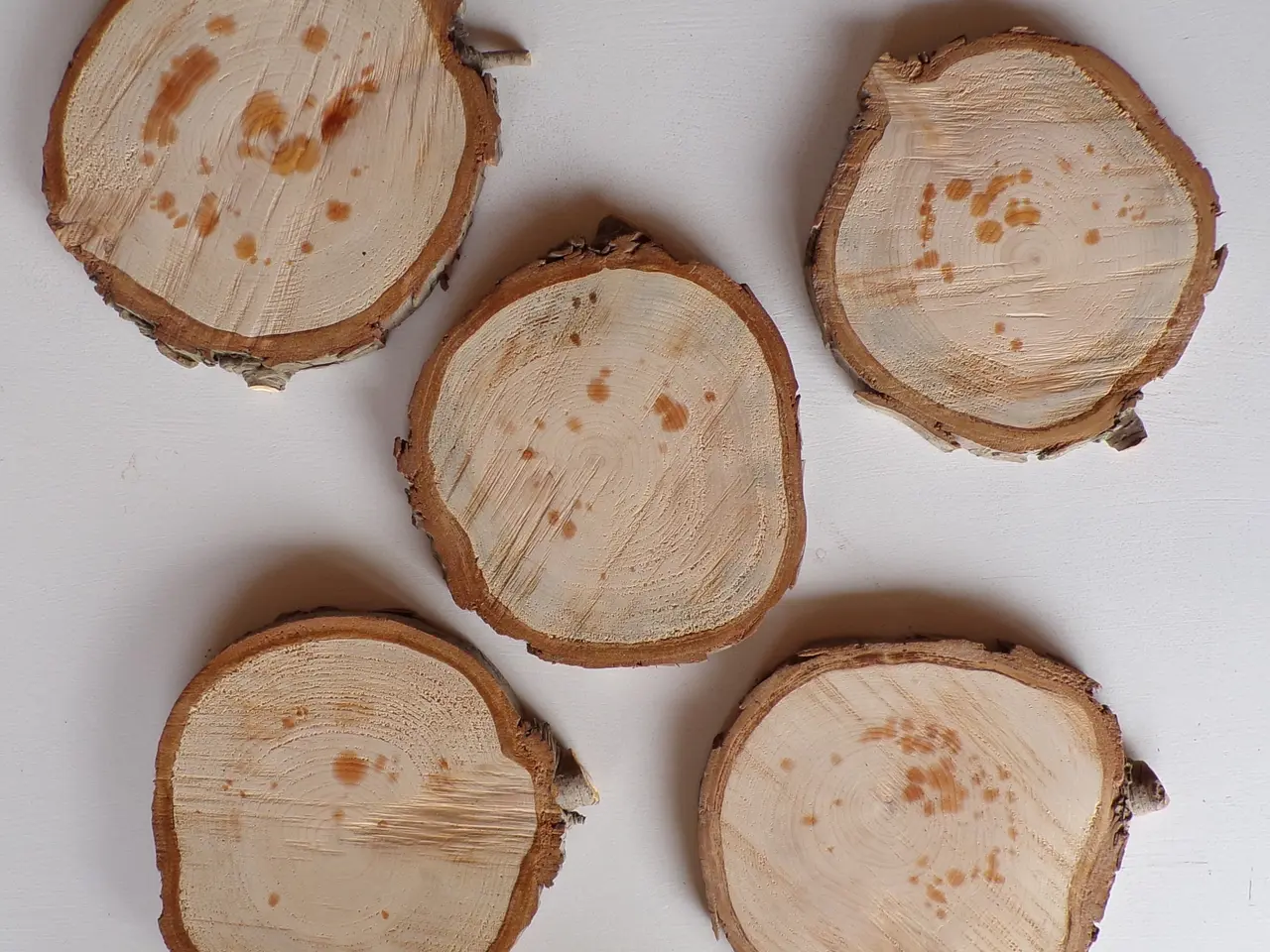 Billede 1 - 5 NYE Thuja Træskiver med bark