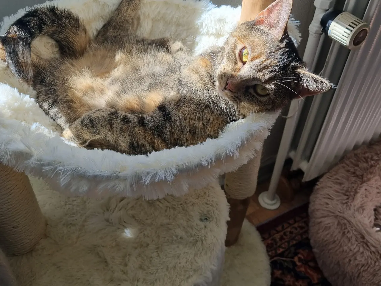 Billede 1 - Sødeste puttekat Sif