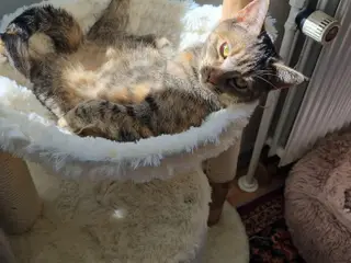 Sødeste puttekat Sif