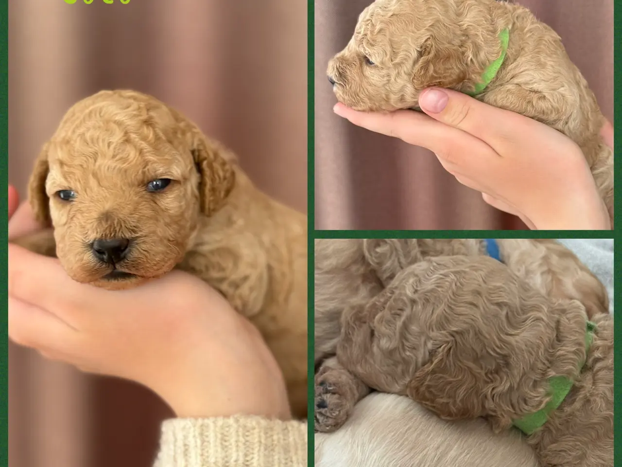Billede 5 - Lækre Doodlehvalpe sælges 2 stk tilbage🐾🐾