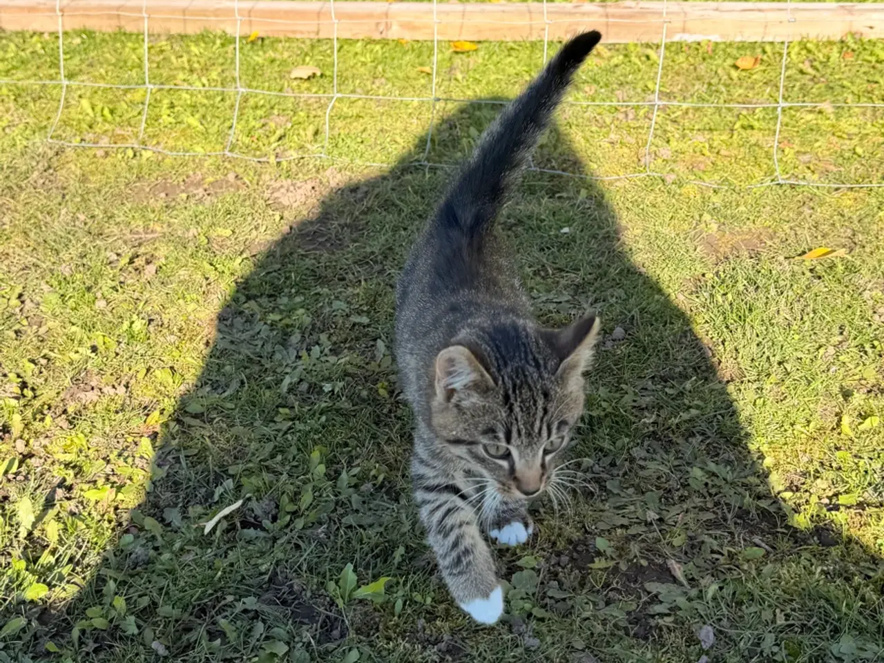Billede 6 - Gårdkat
