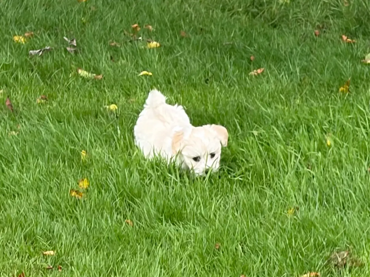 Billede 19 - Fine mini Maltipoo babyer