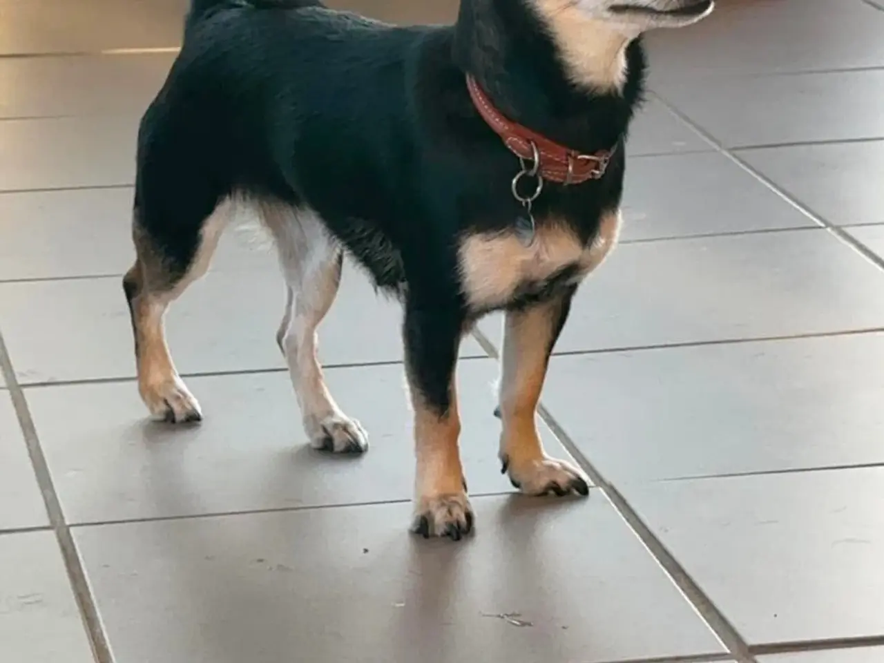 Billede 3 - Søde Ellie søger nyt hjem 🐾