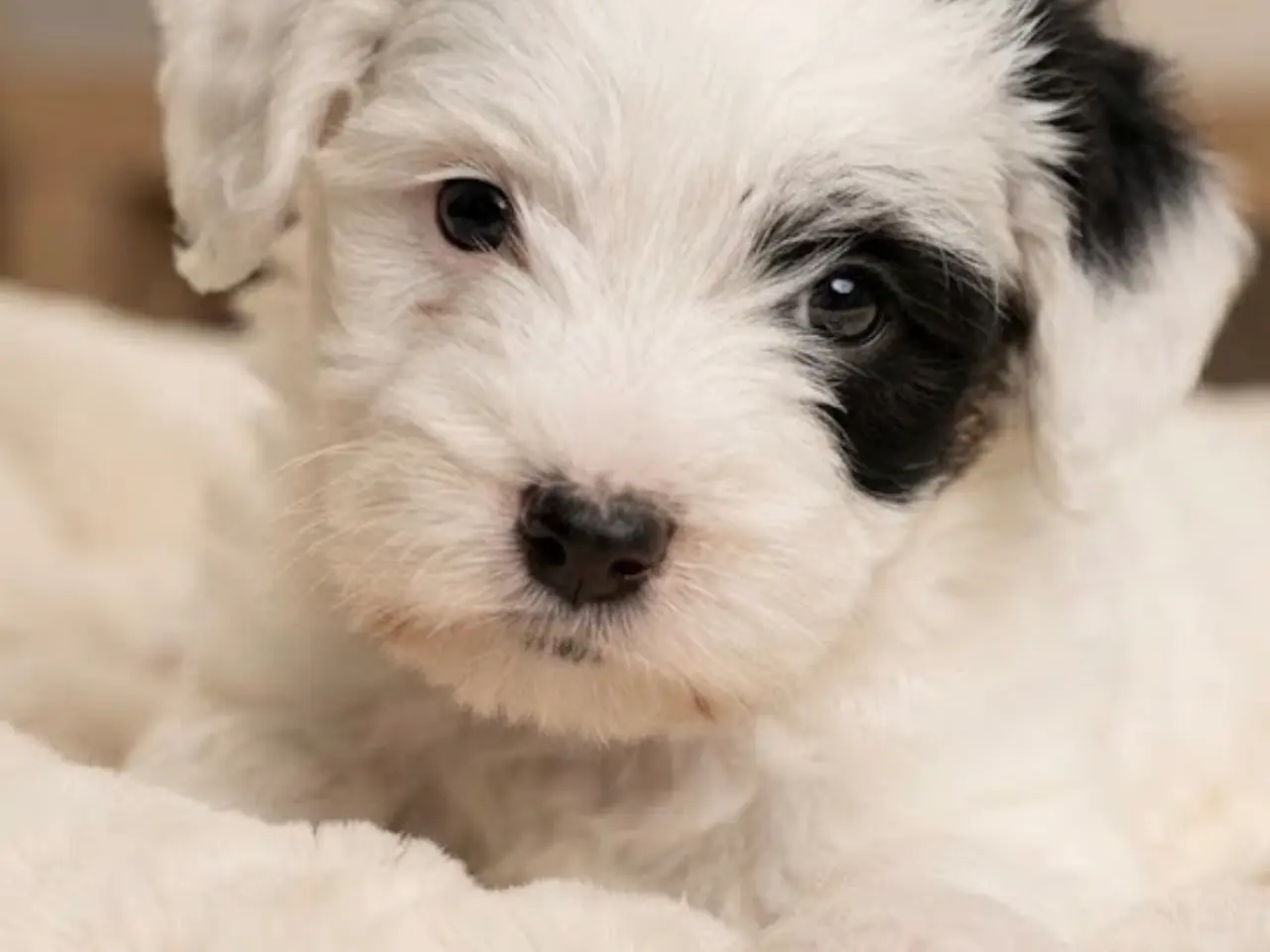 Billede 8 - Dejligt dreng Maltiser + Jack Russel Terrier
