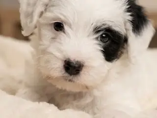Dejligt dreng Maltiser + Jack Russel Terrier 