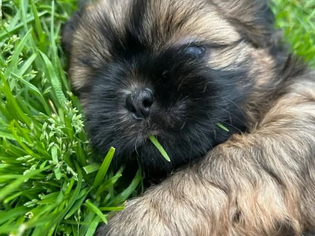 Billede 9 - Shih Tzu Vil du på date med mig