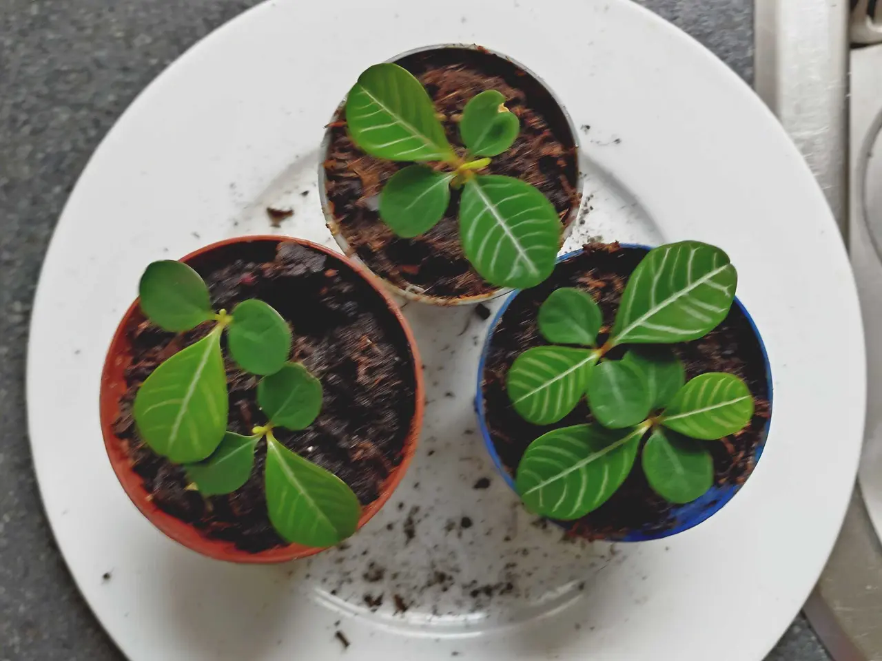 Billede 1 - Madagascars jewel stiklinger pr stk