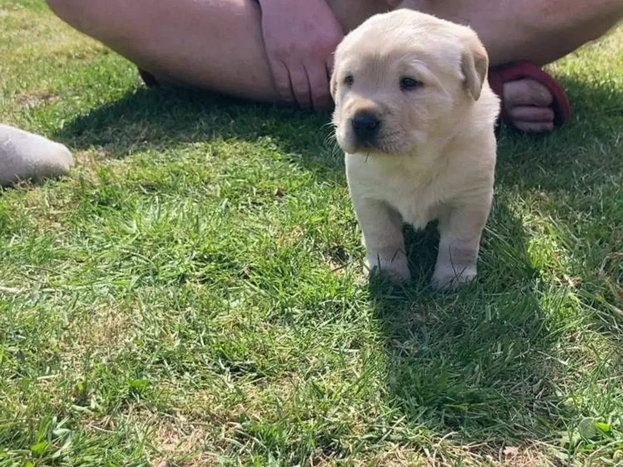 Billede 1 - Blandings Hvalpe 3/4 labrador 1/4 chow chow
