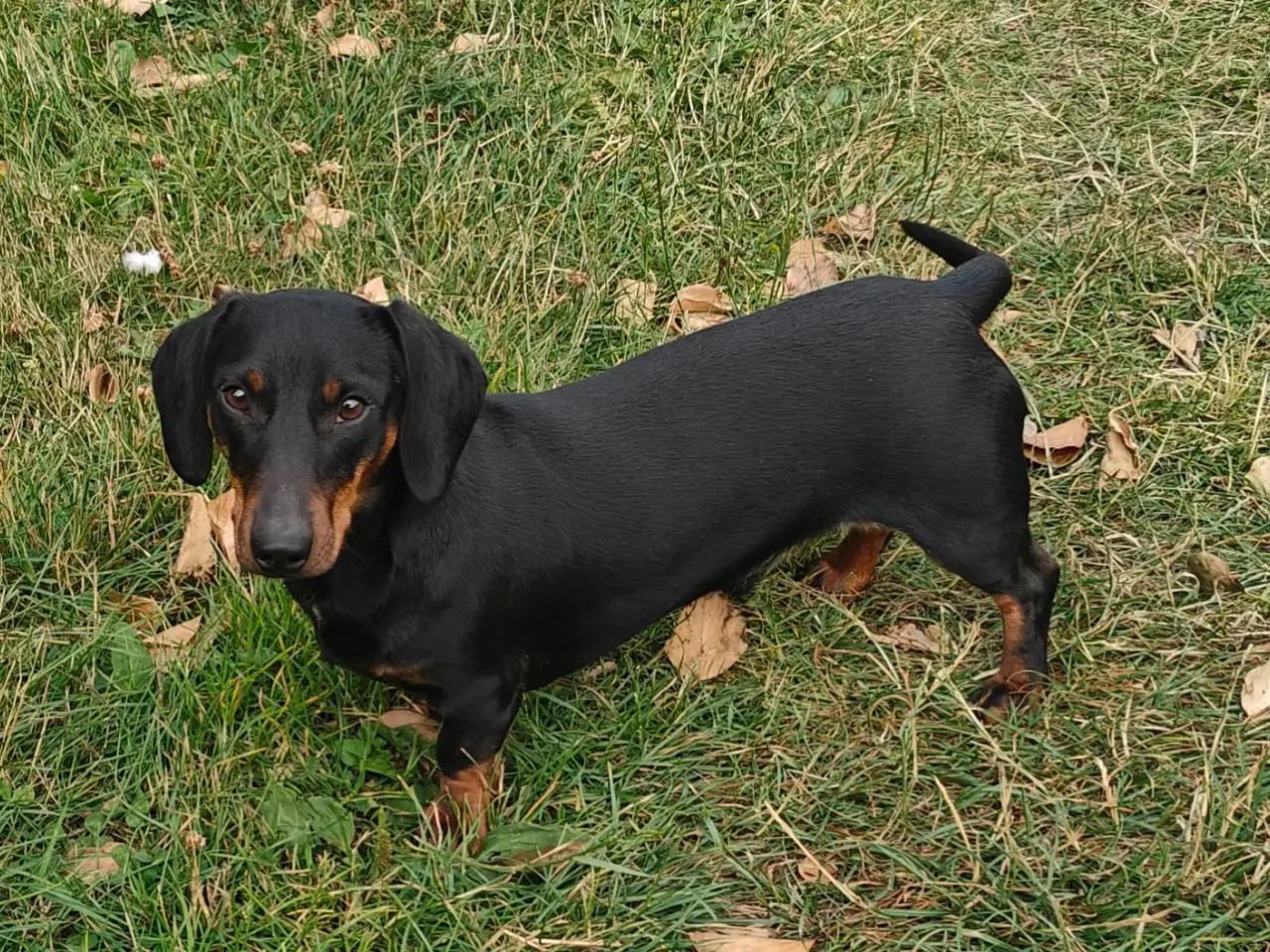 Billede 3 - Korthåret gravhund 