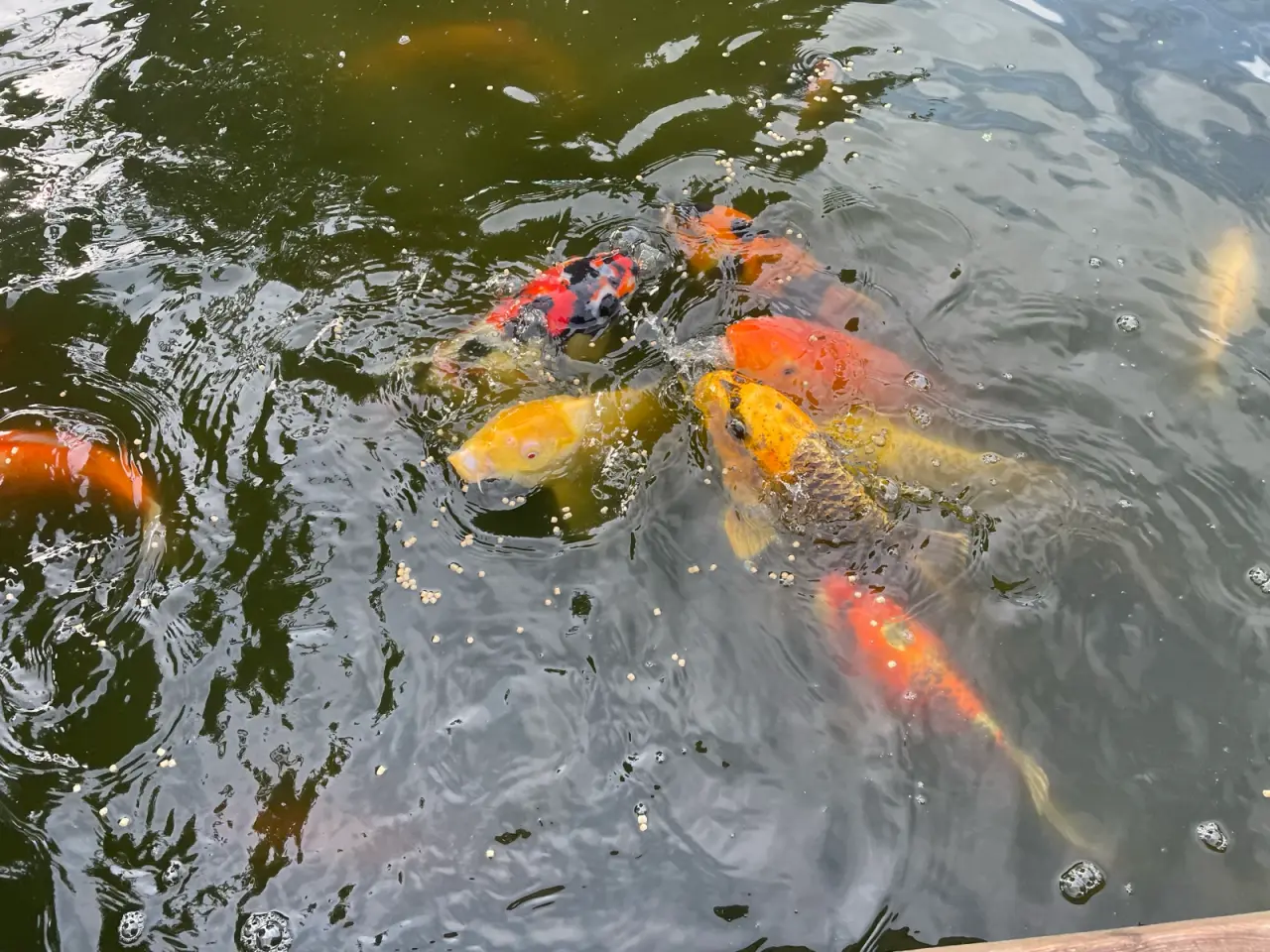 Billede 5 - Koi karper 20 til 45 cm