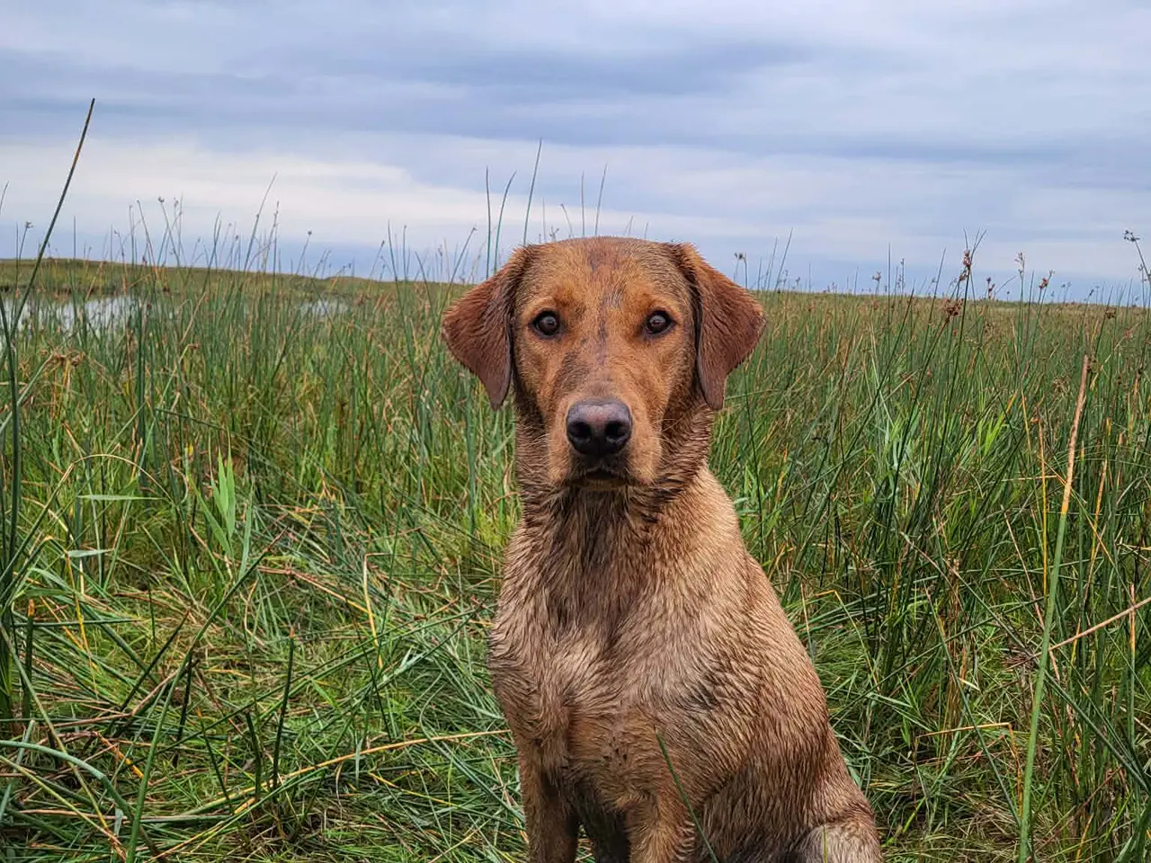 Billede 4 - FOX Red Labrador hvalpe