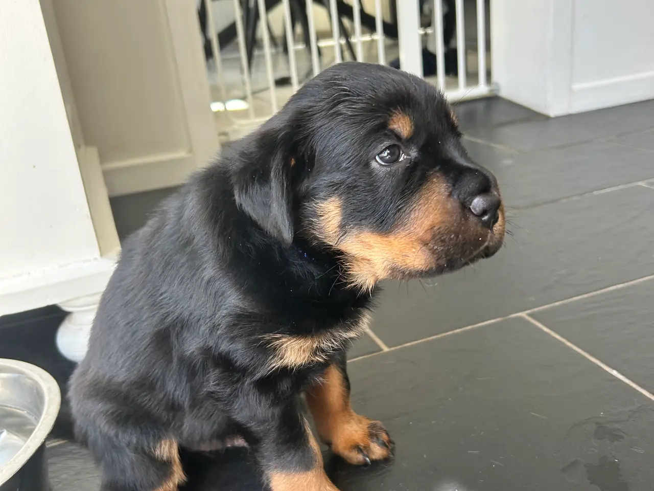 Billede 9 - Rottweiler hvalpe til salg