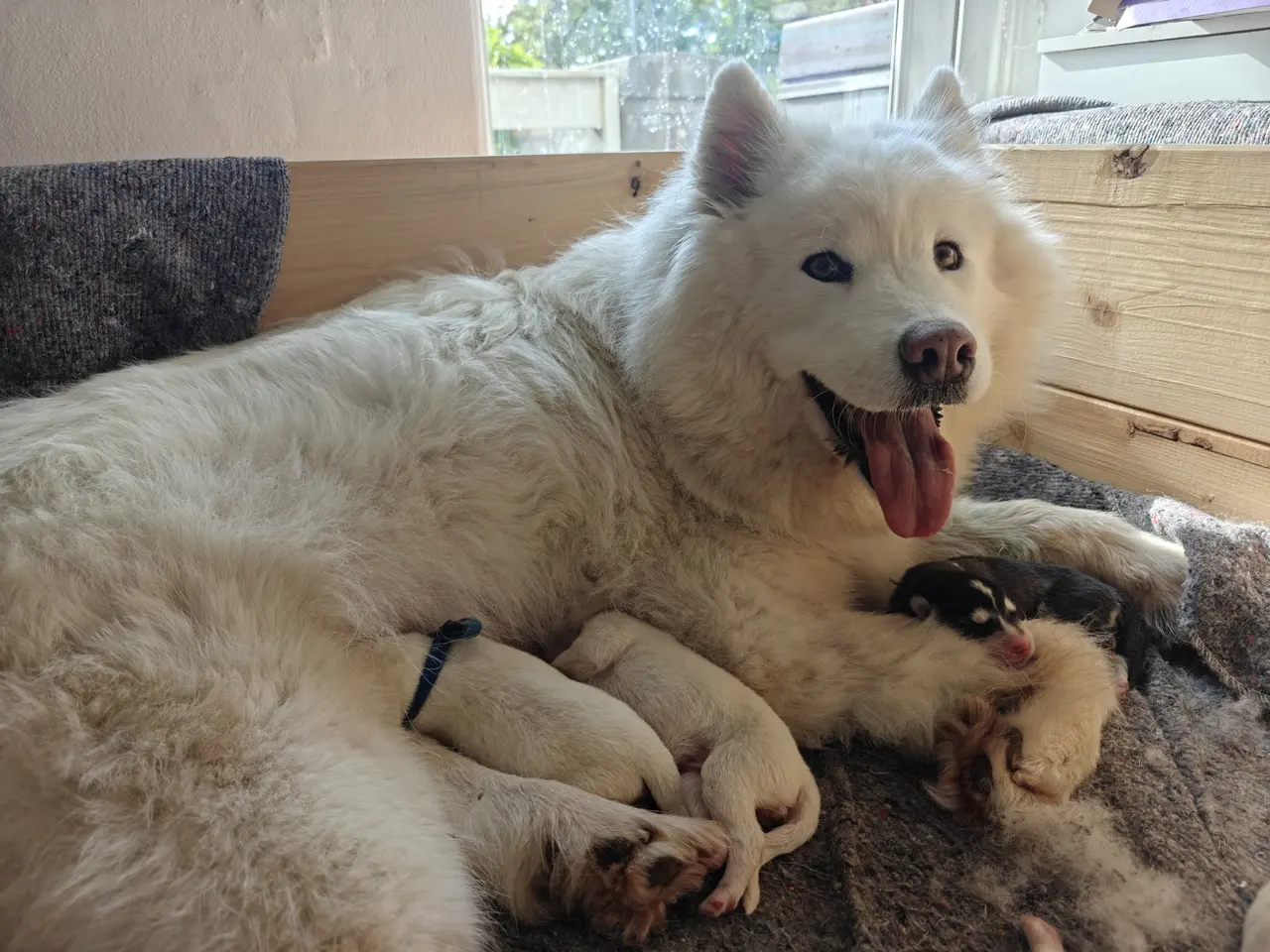 Billede 2 - Siberian husky og samojede hvalpe sælges