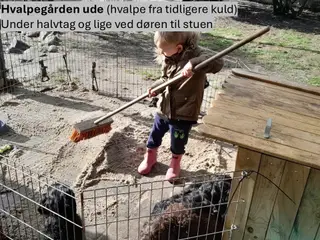 Coackapoo hvalpe(50% cocker spaniel og 50% puddel) - 5
