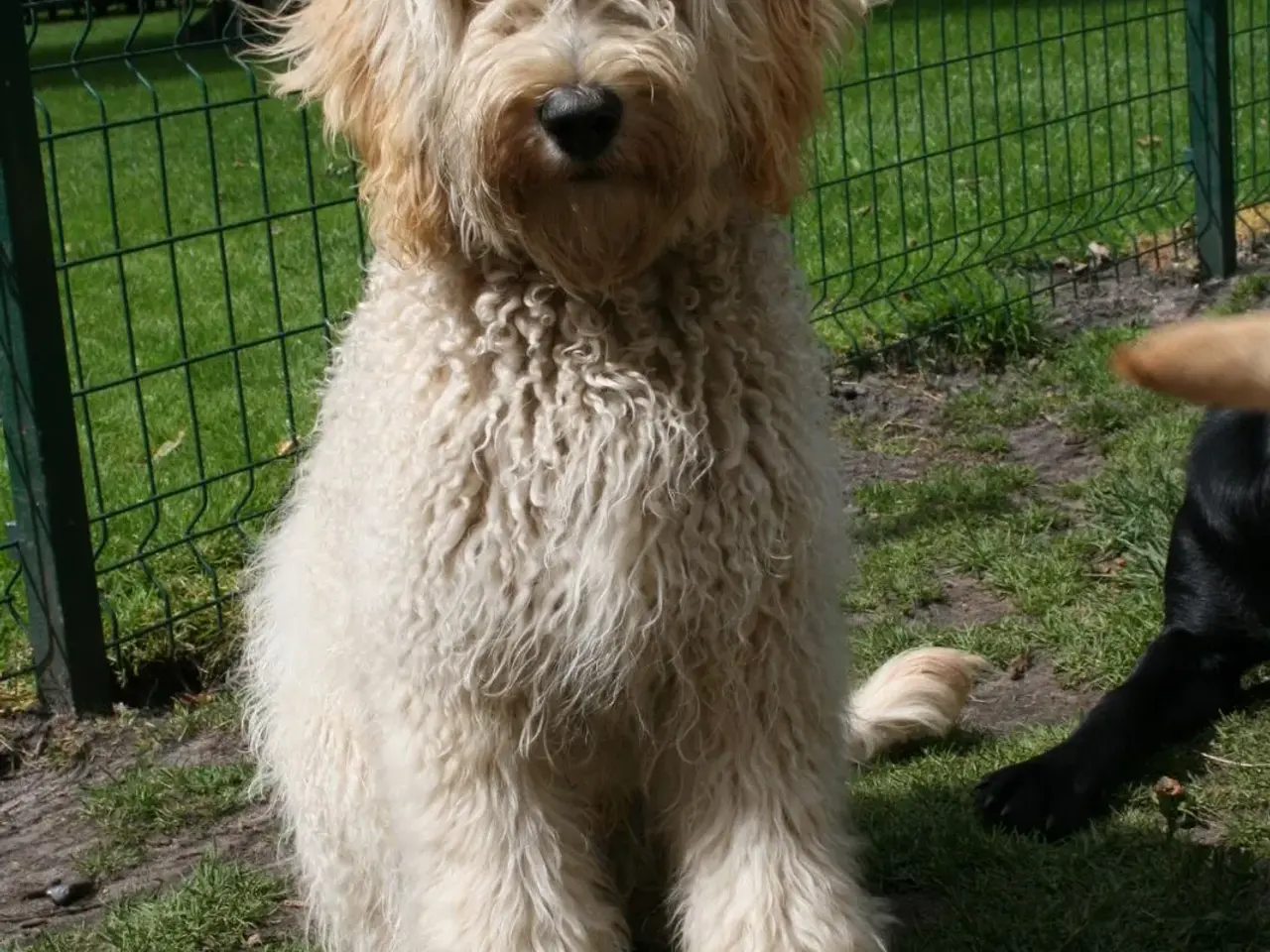 Billede 14 - Doodler Goldendooler Dooodledoodle