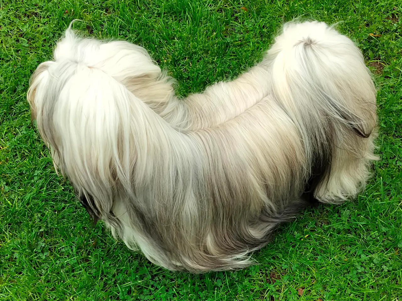 Billede 1 - Lhasa Apso han tilbydes til parring