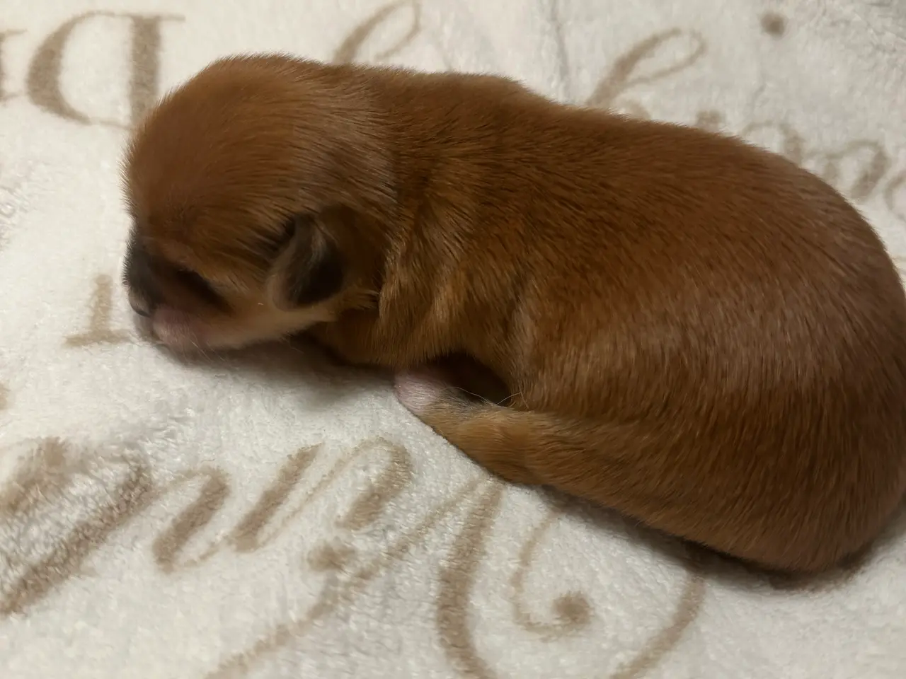 Billede 1 - 💞SKØNNE BICHON HAVANAIS HVALPE💞