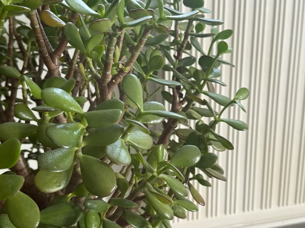 Billede 8 - Store paradis/pengeplanter i hvide krukker.