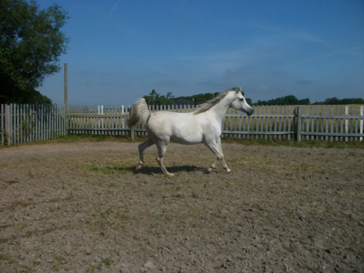 Billede 2 - fuld blods araber