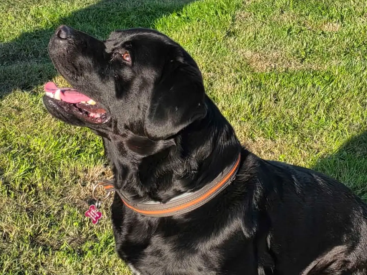 Billede 2 - labrador / berner senne blanding han