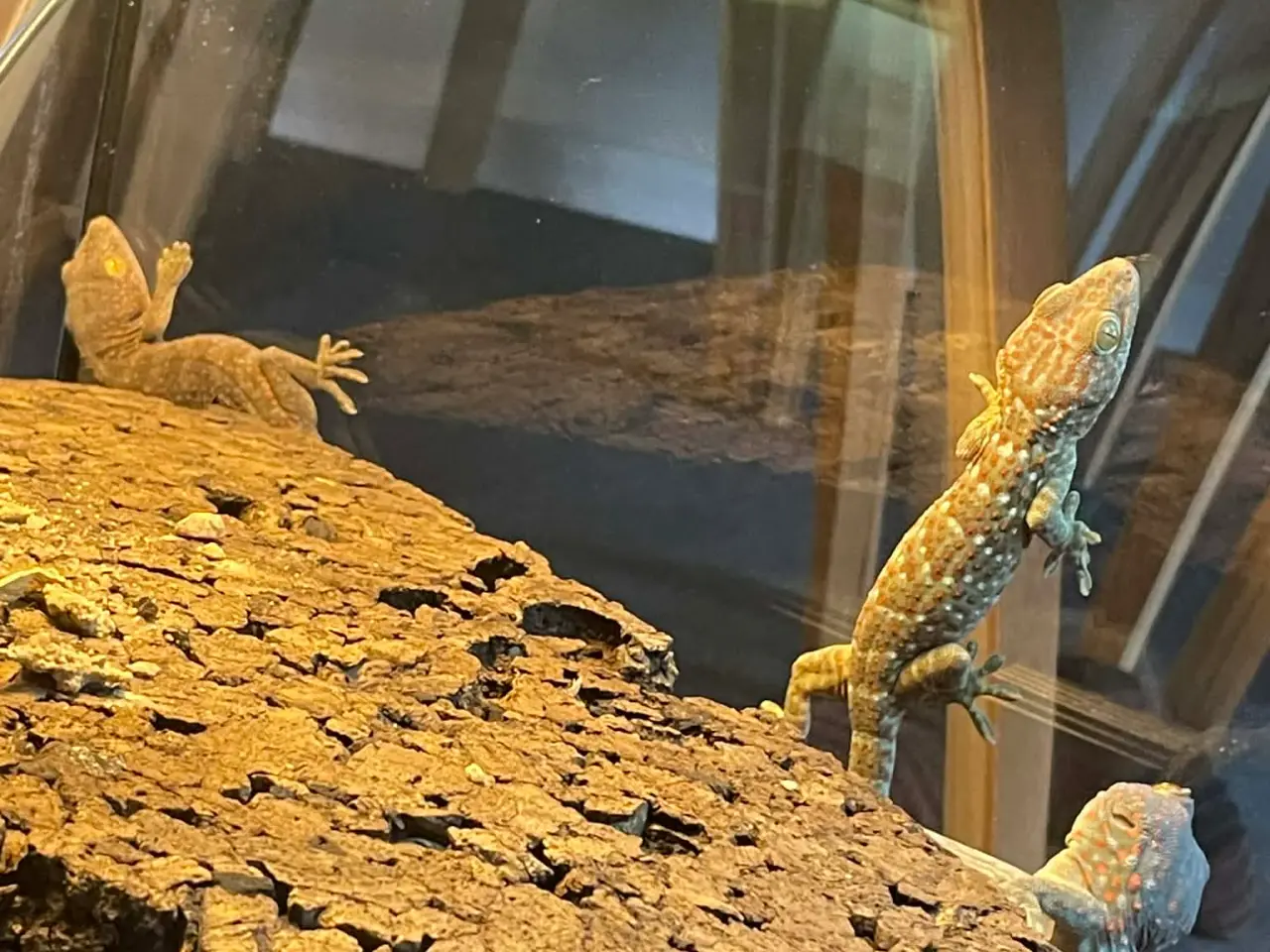 Billede 4 - Gekko unger af Tokay gekko 