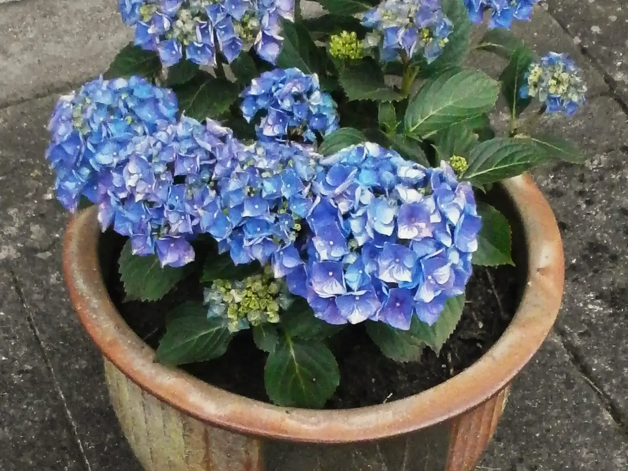 Billede 2 - Ny, Stor Blå Hortensia med Stor, Ny Krukke