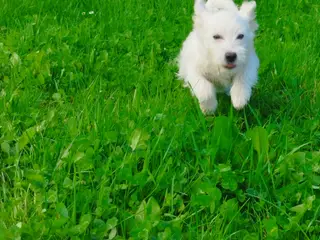 Malteser/coton de Tulear hvalpe 