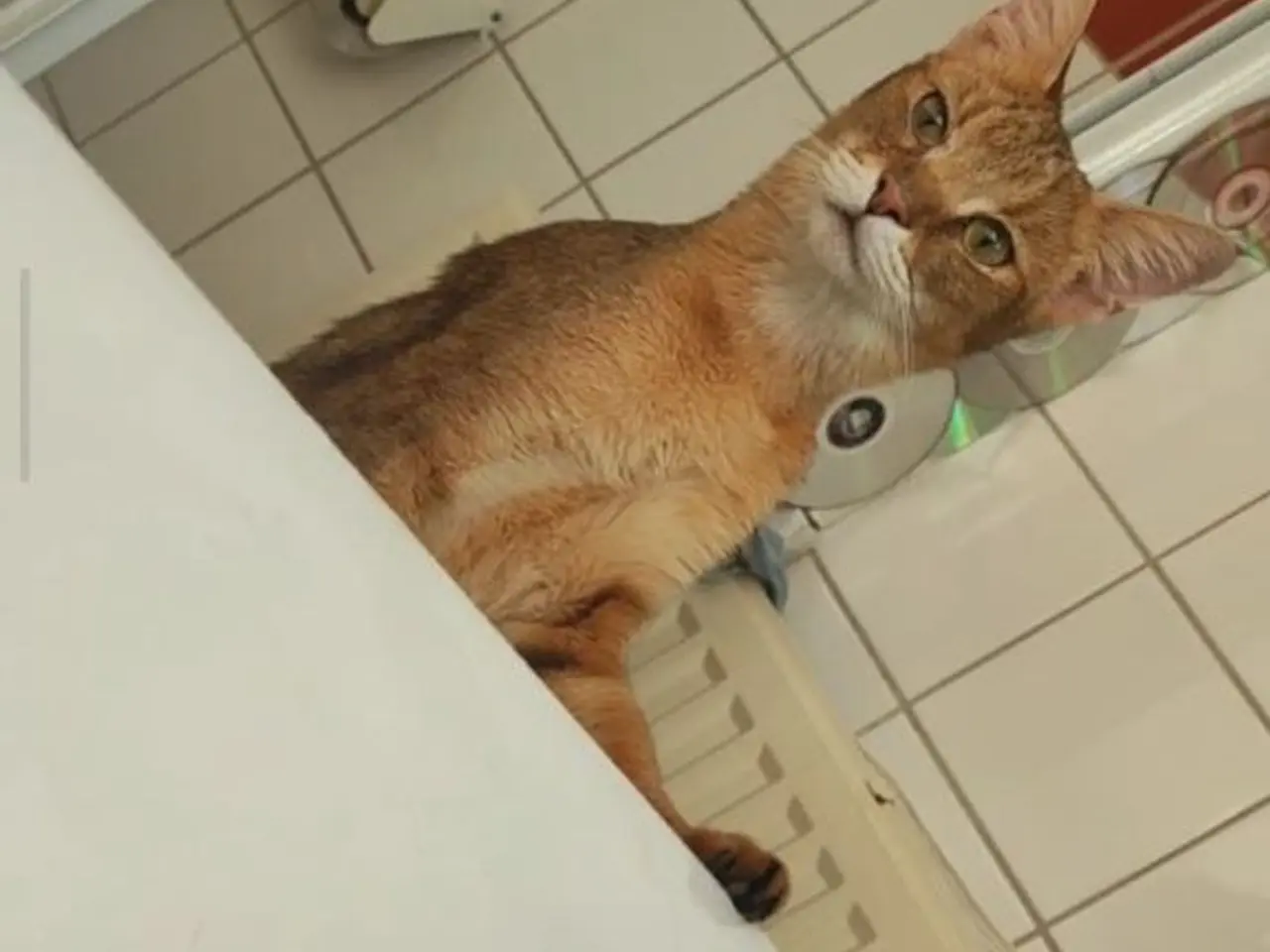 Billede 4 - Smuk Chausie F6 hankat