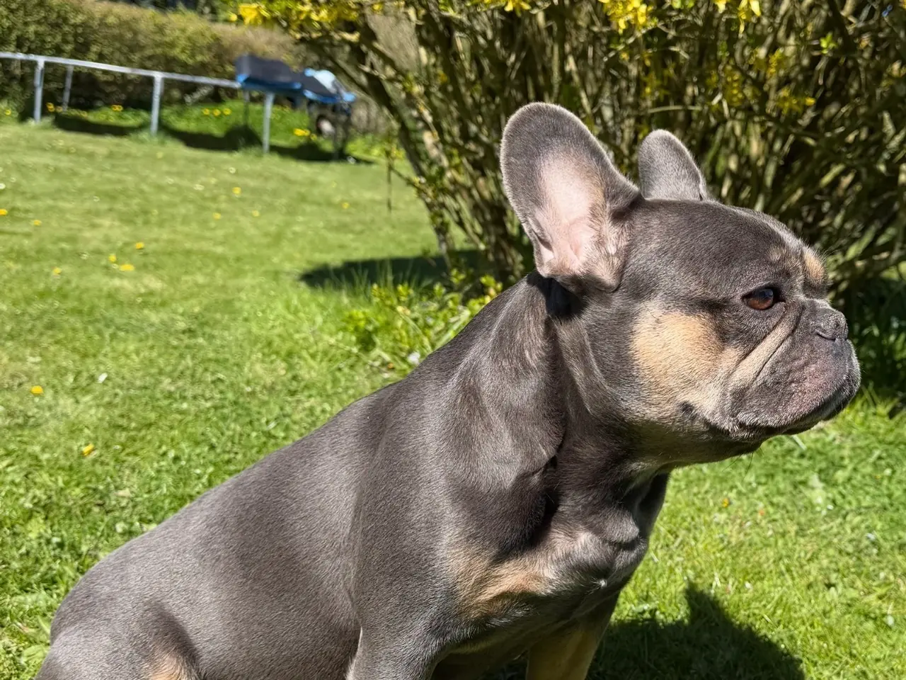 Billede 4 - Fransk bulldog hvalpe 🐶