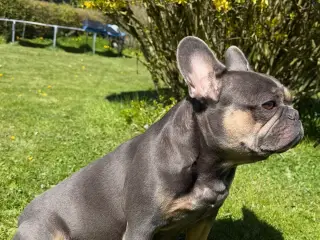 Fransk bulldog hvalpe på vej 🐶