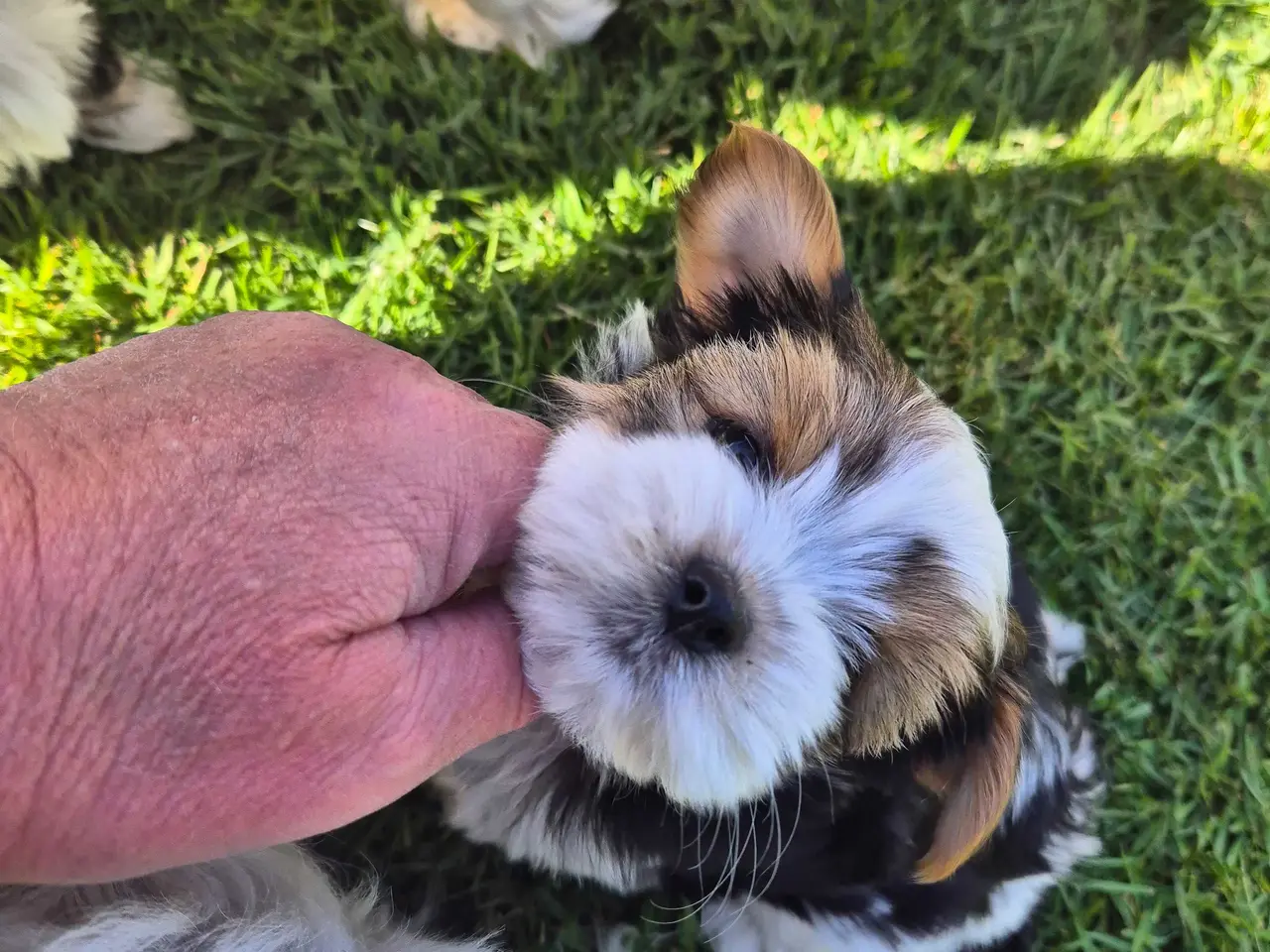 Billede 8 - Biewer Morkie hvalpe.