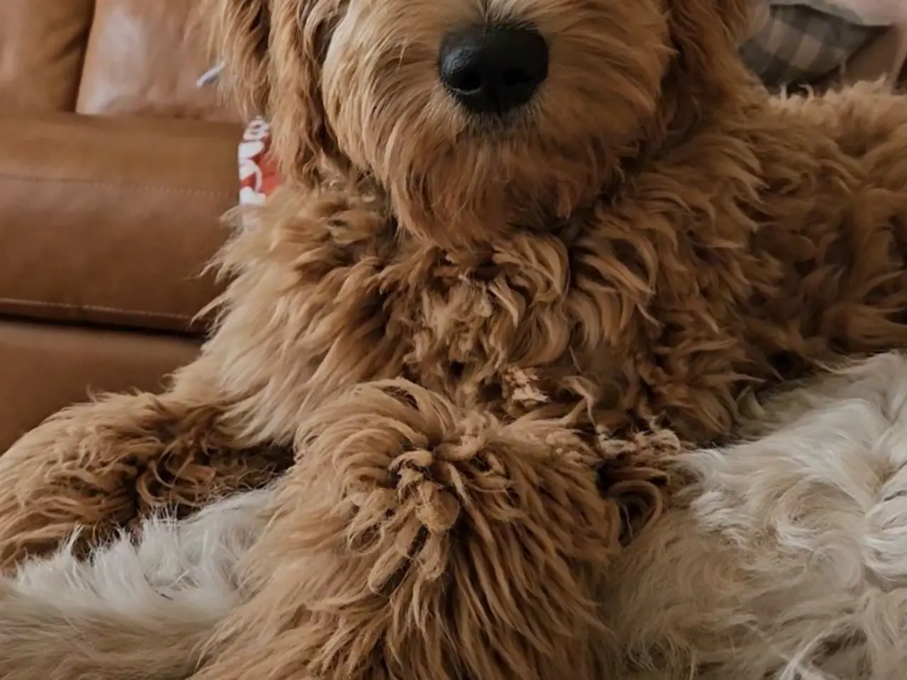 Billede 11 - Goldendoodle hvalpe