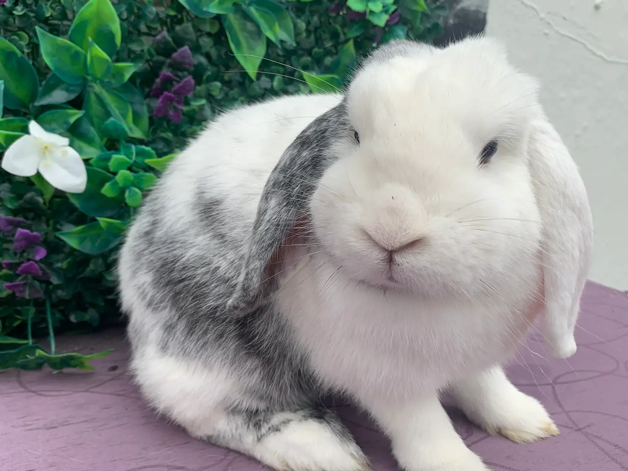 Billede 2 - Mini lop hun 2 år