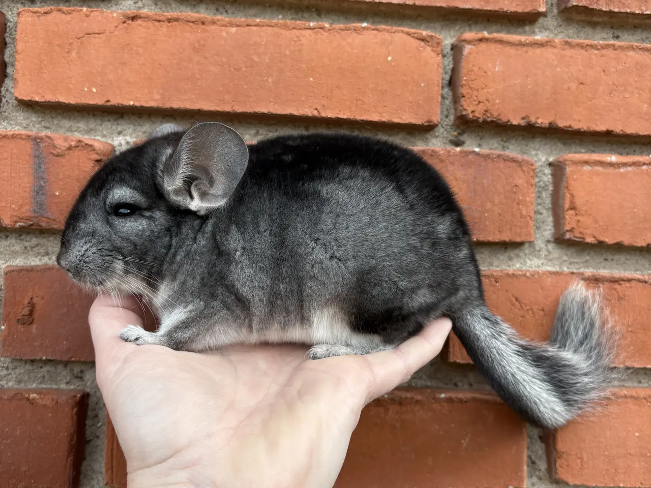 Billede 4 - HAN Pure grey chinchilla