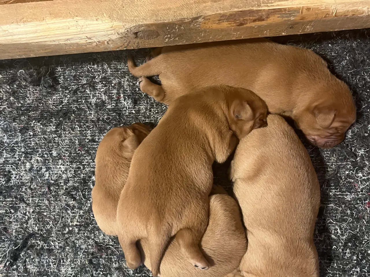 Billede 1 - FOX Red Labrador hvalpe