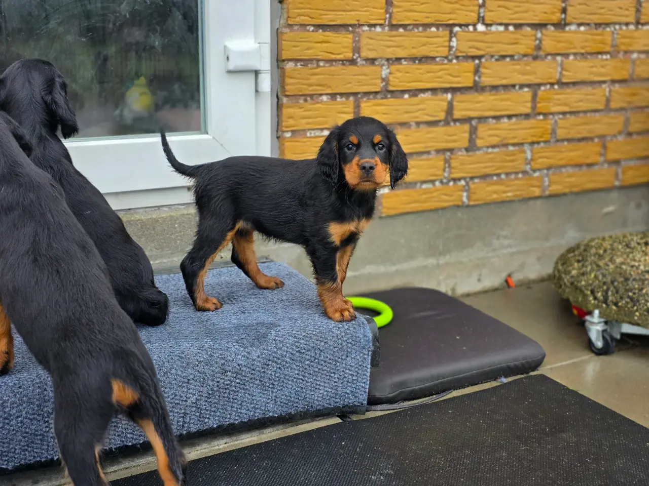 Billede 2 - Gordon Setter hvalpe søger nyt hjem