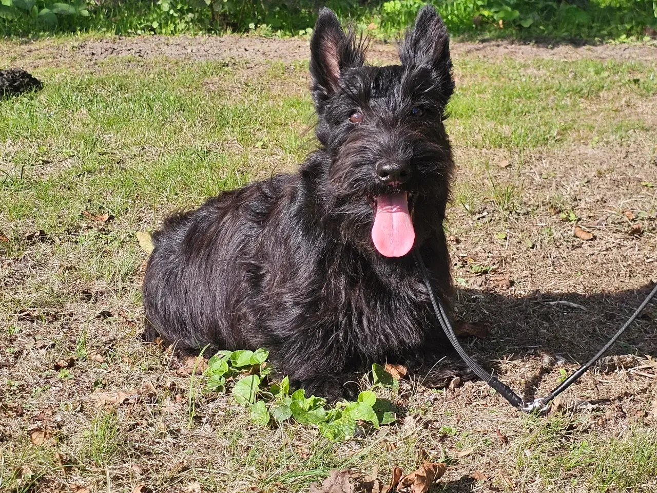 Billede 1 - Skotsk Terrier - Det sorte guld