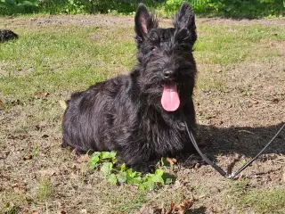 Skotsk Terrier - Det sorte guld