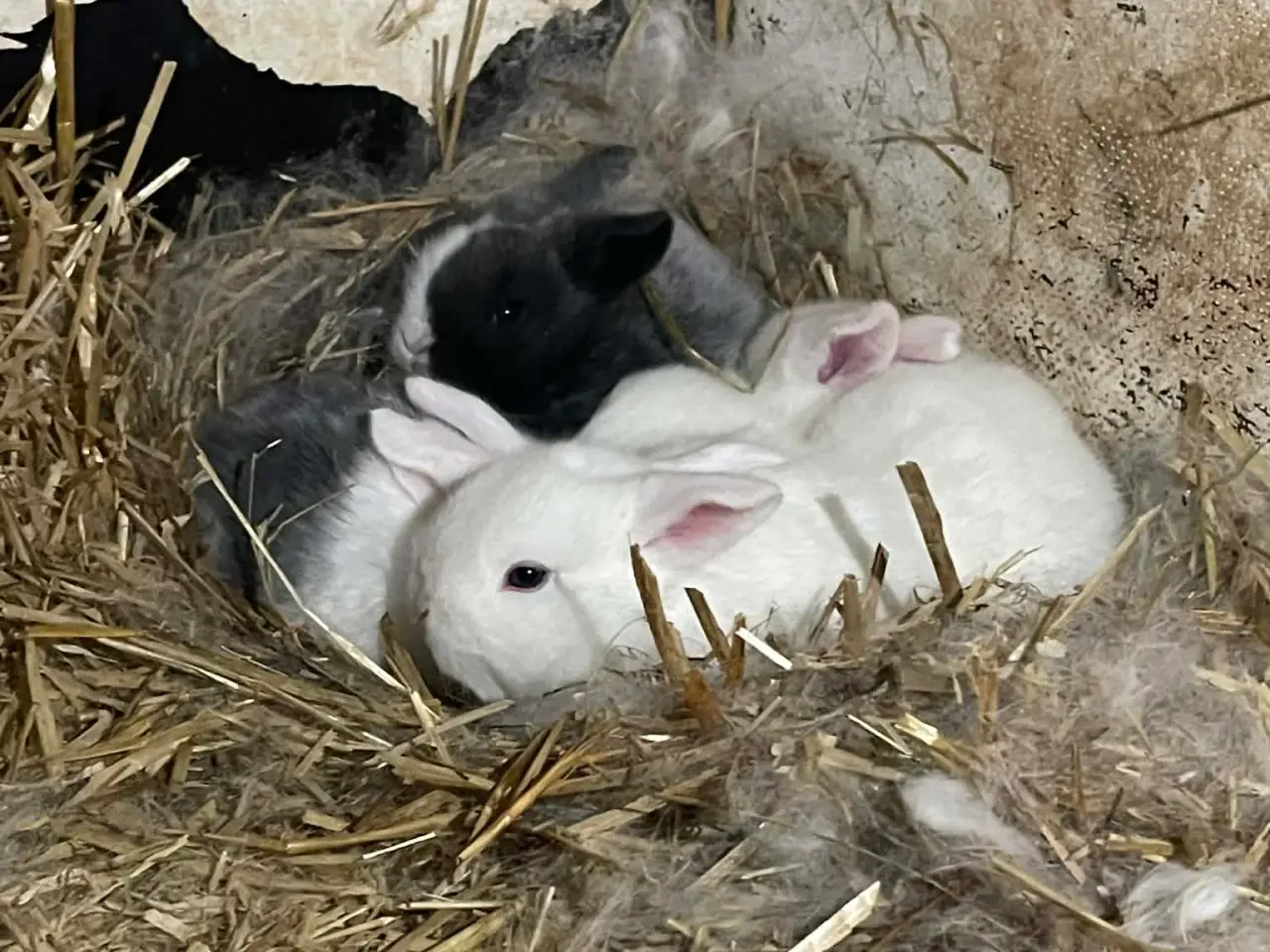 Billede 2 - 🐰 Dværgvædder Kaninunger til salg 🐰  