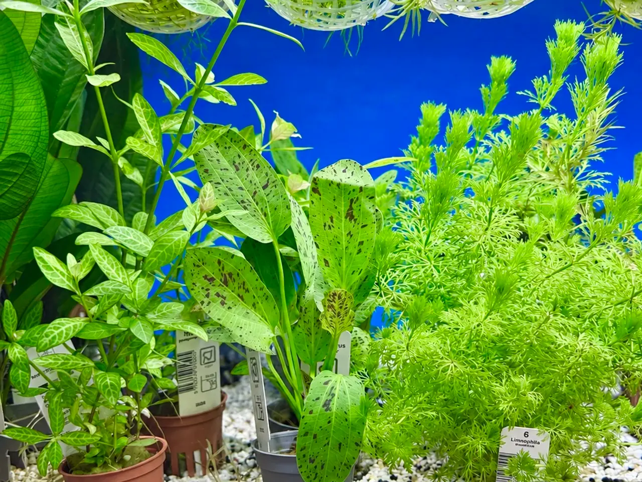 Billede 20 - Flotte akvarieplanter