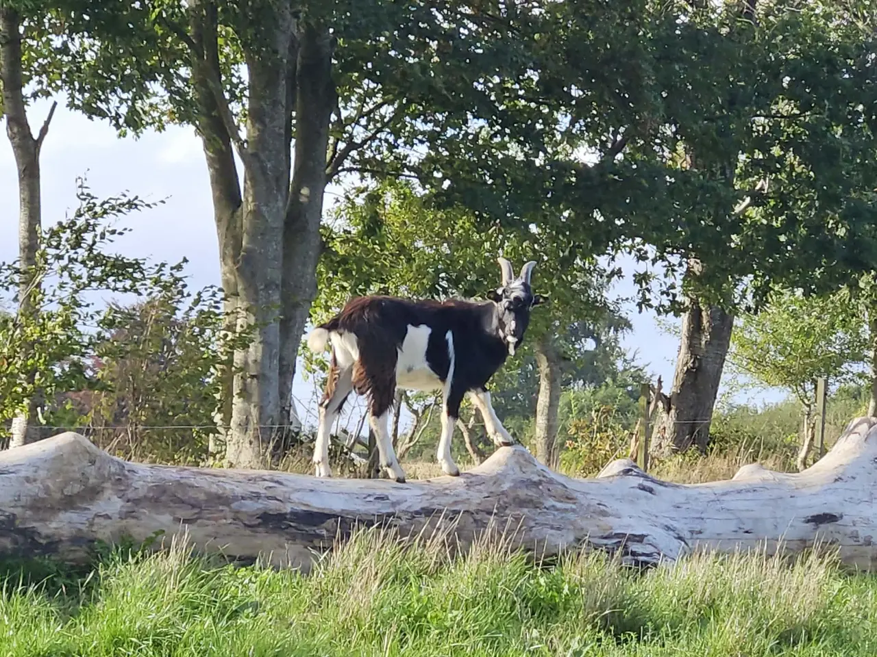 Billede 2 - Bukkekid Dansk Landrace