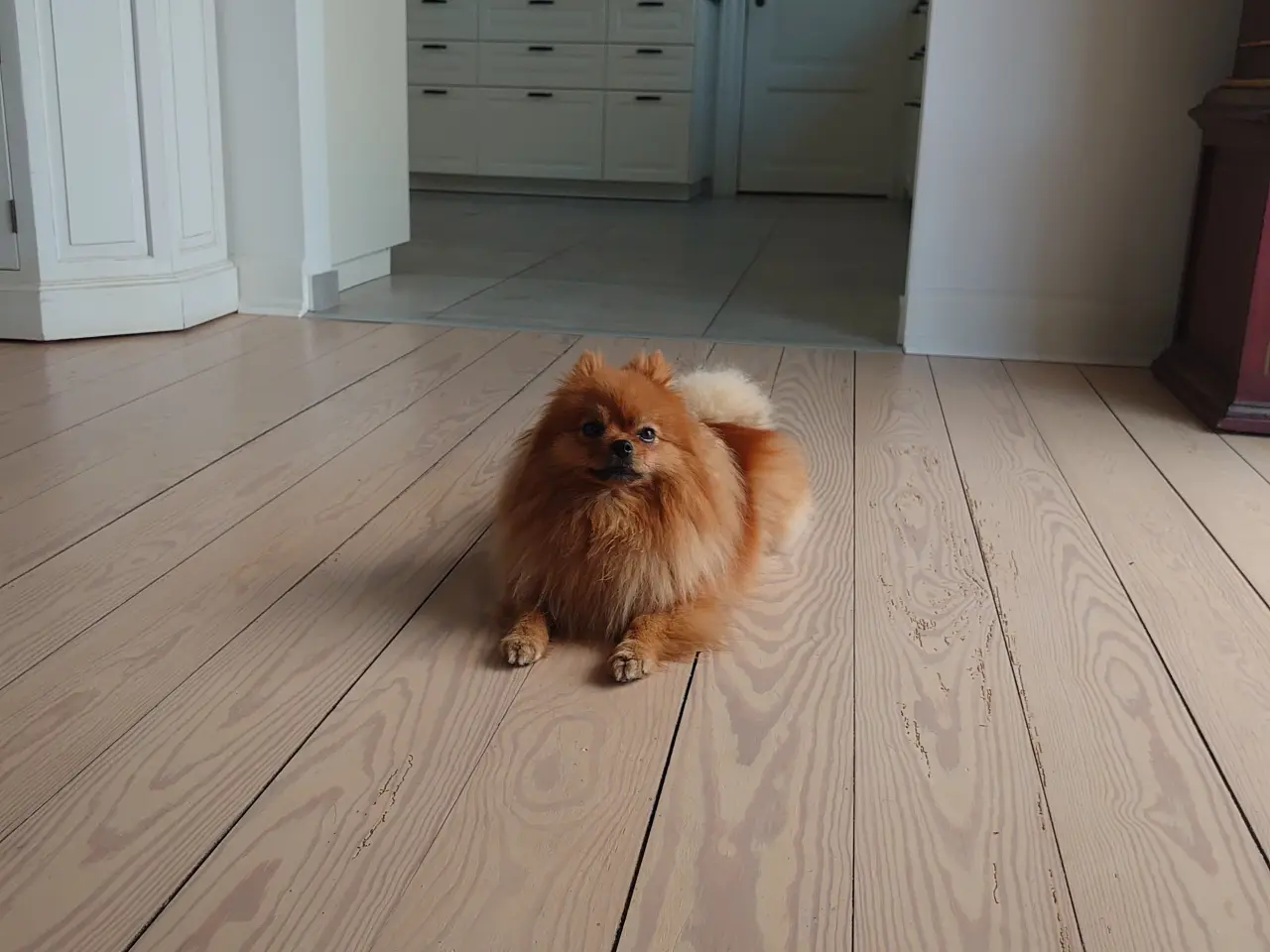 Billede 6 - Pomeranian til avl