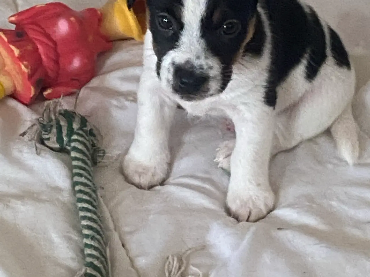 Billede 5 - Jack russel terrier