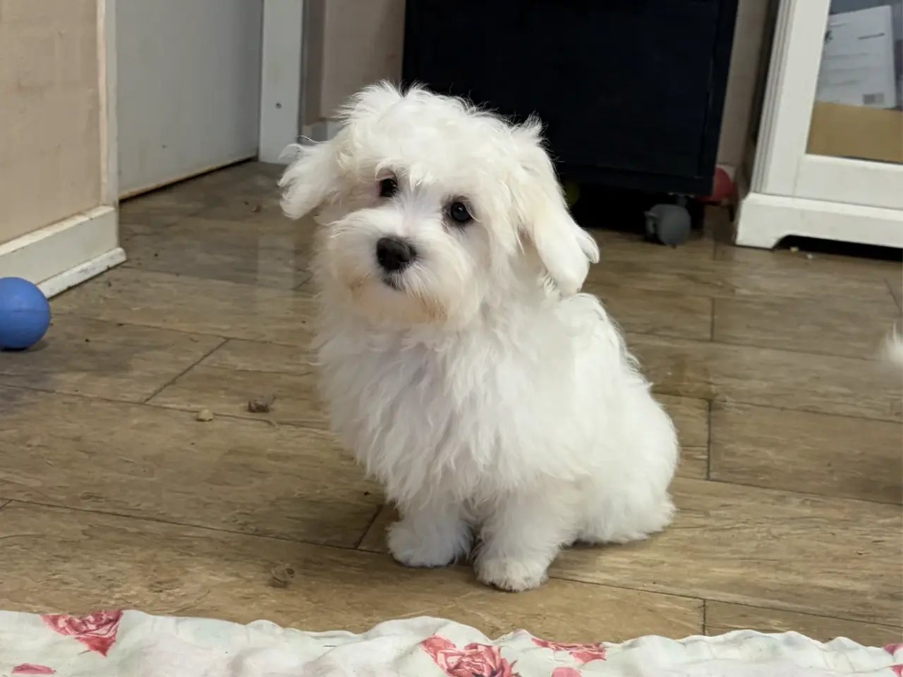 Billede 10 - 1 Maltipoo pige er rejse klar nu !