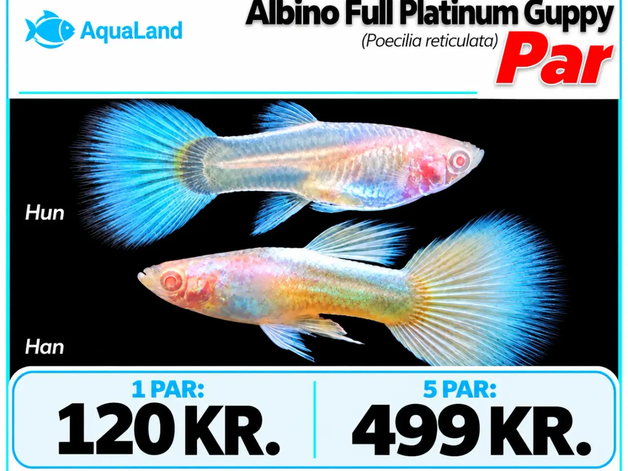 Billede 10 - Albino full platinum guppy