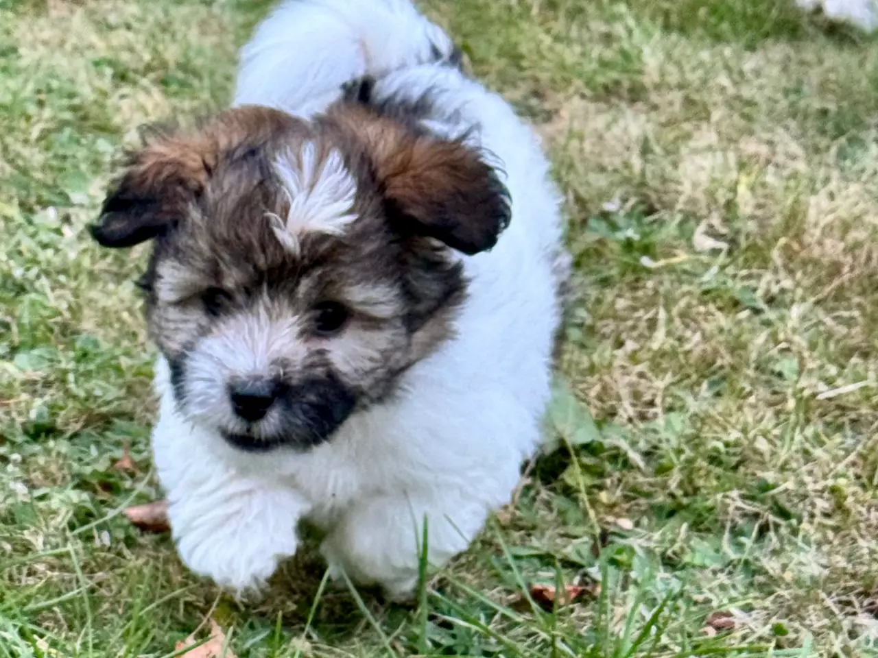 Billede 6 - Coton de tulear/havaton blanding